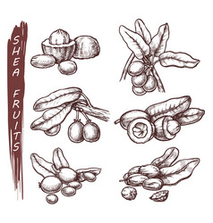 Sketch Shea Fruits Shea Tree Seeds