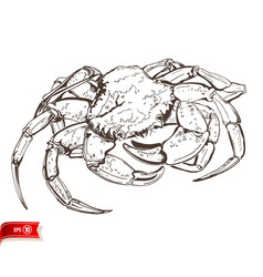 Line Drawing Live Crab Isolated On White