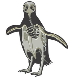 Penguin Bone Structure Cartoon