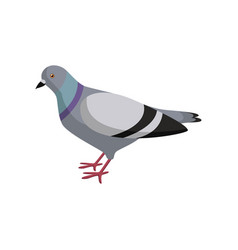 Cute Colorful Dove On White Background