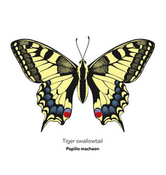 Tiger Swallowtail Butterfly Papilio Machaon