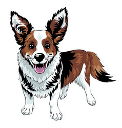 Sketch Dog Cardigan Welsh Corgi