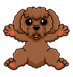 Cute Toy Poodle Dog Cartoon