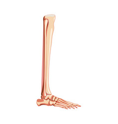 Leg Tibia Fibula Foot Ankle Skeleton Human Side