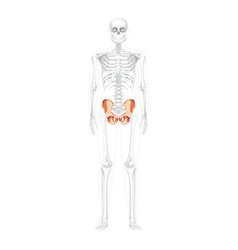 Skeleton Pelvis Hip Bone Human Front Anterior