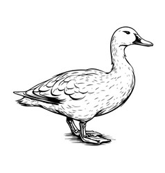 Duck Standing Sketch Hand Drawn