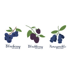 Edible Berries Blackberry Blueberry