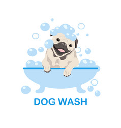 Dog Pug Washing In The Bath With Soap Foam