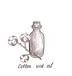 Drawing Cotton Seed Oil