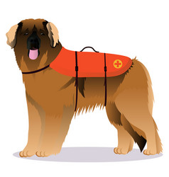 Leonberger Lifesaver Dog