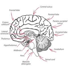 Structure Of Human Brain