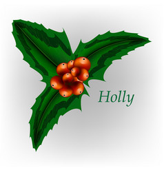 Holly Leaves Christmas Berry Eps 10