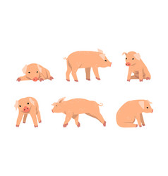 Pinky Pig As Domestic Animal With Long Snout And