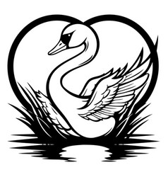 Swan In The Heart Shape On Water