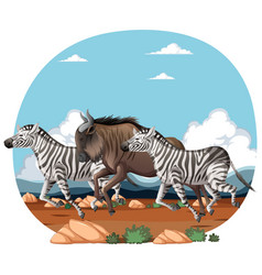 Zebras And A Wildebeest Running Together