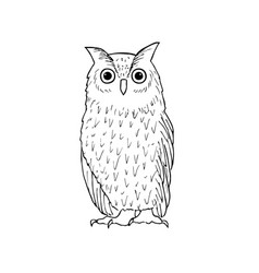 Hand Drawing Owl