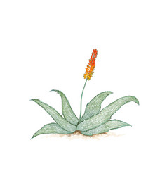 Hand Drawn Aloe Ferox Or Bitter Aloe Plant