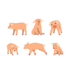 Pinky Pig As Domestic Animal With Long Snout And