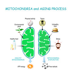 Mitochondria And Aging Process