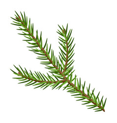 Fir Branch