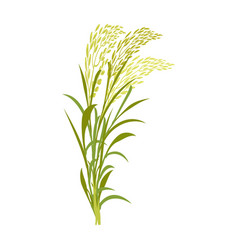 Rice Stalk With Leaves Cereal Plant On A White