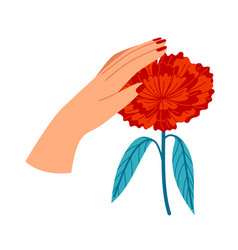 Woman S Hand Touching Or Holding Red Flower