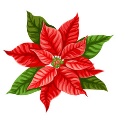 Christmas Poinsettia Royalty Free Vector Image