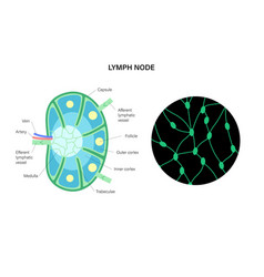 Lymph Node Anatomy