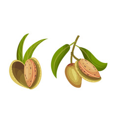 Almond Plant Branch With Inshell Almonds