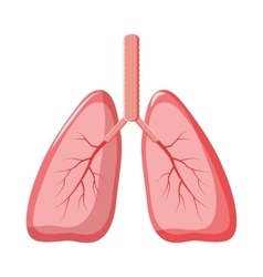 Human lung cartoon Royalty Free Vector Image - VectorStock