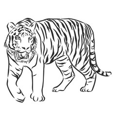 Hand Drawn Sketch Stalking Tiger In Black