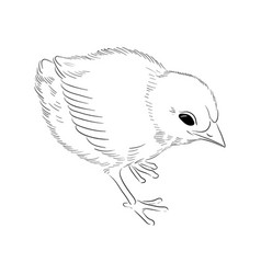 Drawing Domestic Chicken