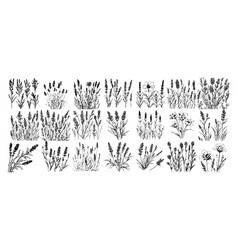 Sketch Banner Set Of Wild Field Lavender Flowers