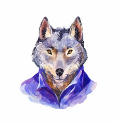 Hipster Wolf In Purple Shirt Portrait Of Wild