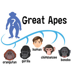 Five Different Types Of Great Apes