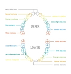 Human Tooth Thin Line Color Anatomy Chart