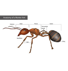 External Anatomy A Worker Ant Body Structure