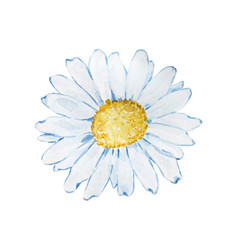 Watercolor Chamomile Flower