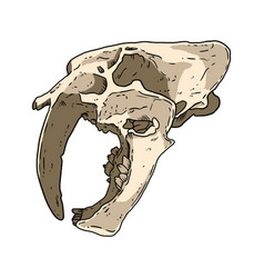 Saber Tooth Tiger Fossilized Skull Hand Drawn