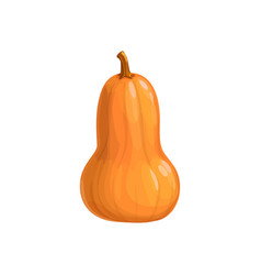 Butternut Pumpkin Isolated Icon On White