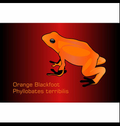 Orange Blackfoot Frog