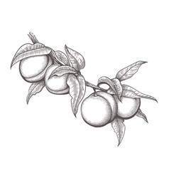 Engraved Peach Branch