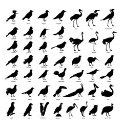 Big Set Of Black Silhouettes Different Birds