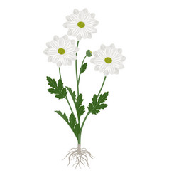 Chamomile Chrysanthemum Plant With Flowers