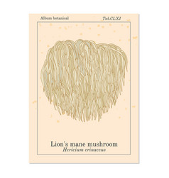 Lion S Mane Mushroom Hericium Erinaceus Edible