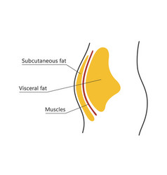 Visceral And Subcutaneous Fat Around Waistline