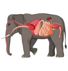 Elephant Anatomy Concept For Science Education