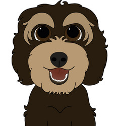 Chocolate Brown Cockapoo Labradoodle