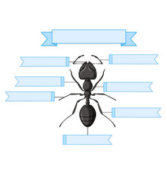 External Anatomy Of An Ant Worksheet