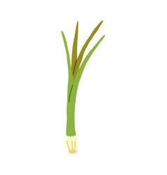 Green Scallion Onion